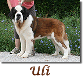 Uli link